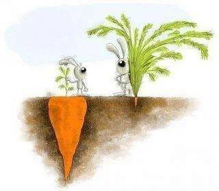Carrots tops.webp