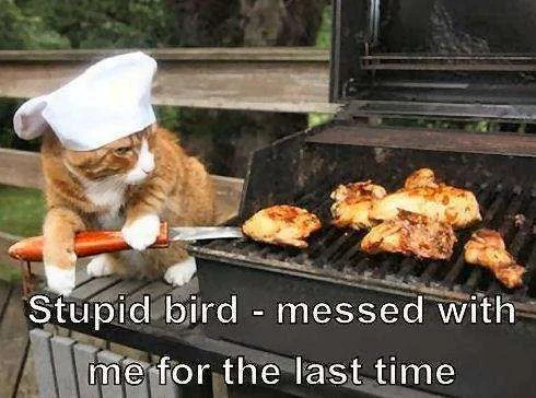 cat and chicken.webp