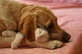 cat and dog.webp