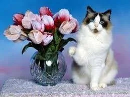 cat and flowers.webp