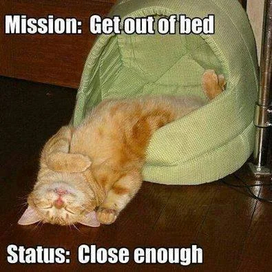 cat bed.webp