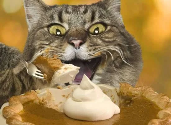 Cat-eating-pie-cat-pie-yummy-cats-D-1.webp