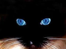 cat eyes.webp