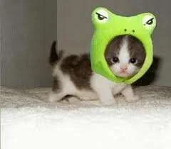 cat froggie.webp
