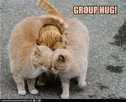 cat group hug.webp