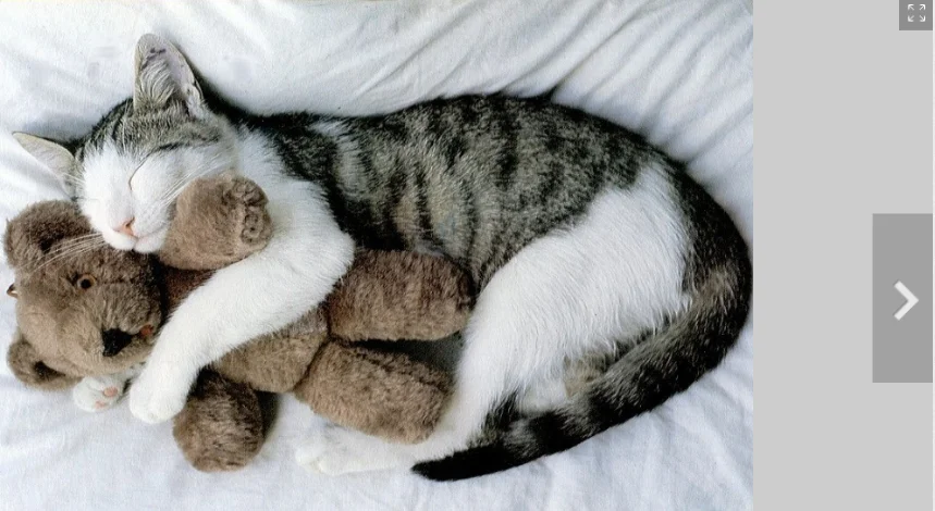 cat hugging teddy bear.webp