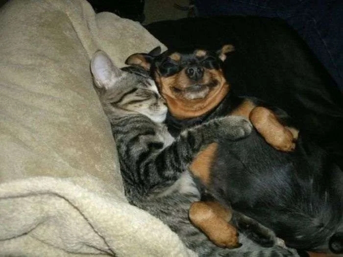 cat-hugs-dog.webp