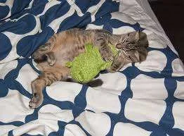 Cat hugs for frog.webp