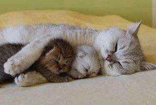 Cat Hugs.webp