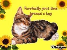 Cat hugs.webp