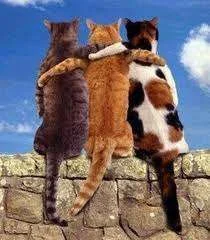 Cat Hugs_4.webp