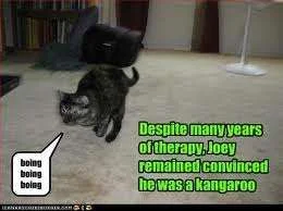 Cat is a kangaroo.webp