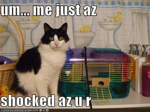 cat-is-shocked-that-hamster-is-gone-funny.webp