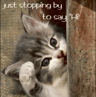 Cat-Just_stopping_by_to_say_Hi.gif