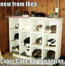 cat lady organiser.webp