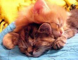 cat nap.webp