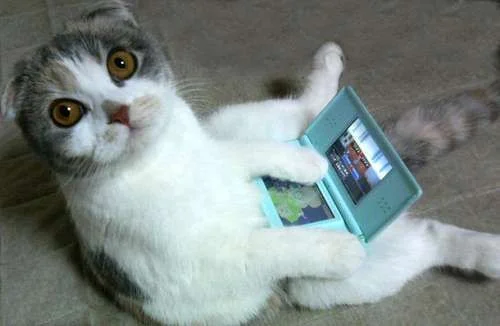 cat on computer.webp