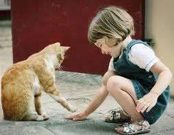 cat play.webp