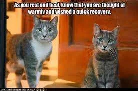 cat rest and heal.webp