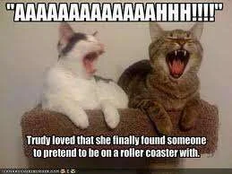 Cat rollercoaster.webp