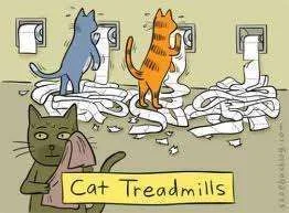 Cat treadmills.webp