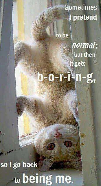 cat upside down.webp