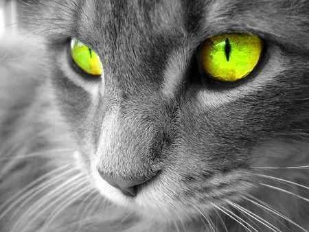 cat..webp