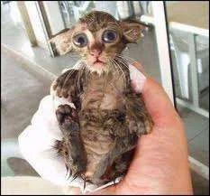 cat.webp