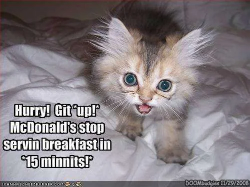 cat.webp