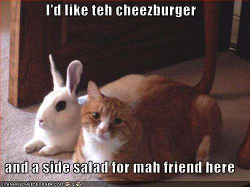 cat.webp