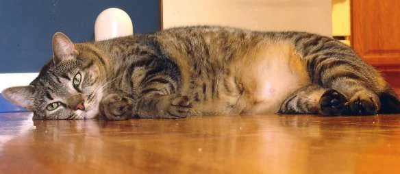cat.webp