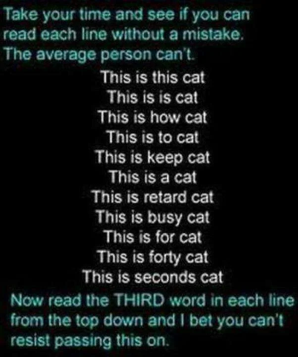 cat.webp