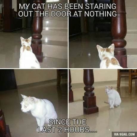 cat.webp