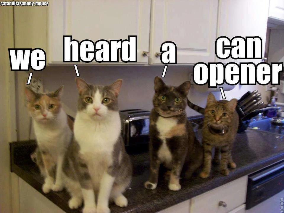 cat1.webp
