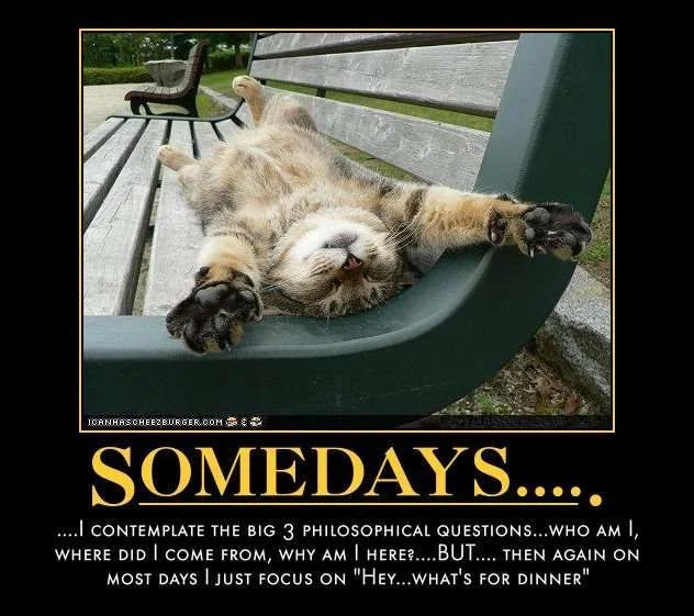 cat_10150921410733967_813625452_n.webp