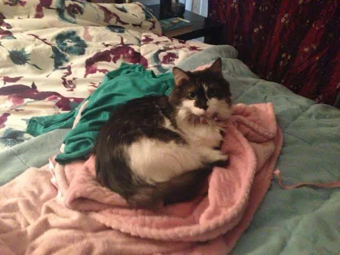 CatBed.webp