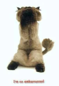 catbelatedbirthdaycardembarrassed.webp