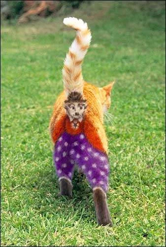 catderbyhat09_1.webp