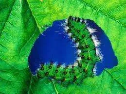 catepillar.webp