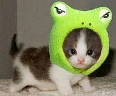catfrog.webp