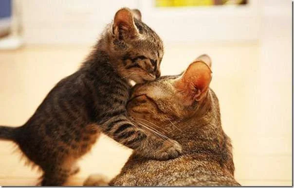 cathugkittylove_thumb.webp