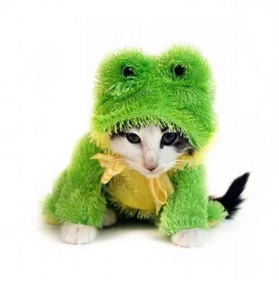 catnap.webp