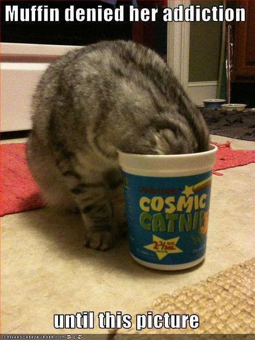 catnip-addiction-cat-funny.webp