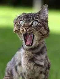 cats gone wild.webp