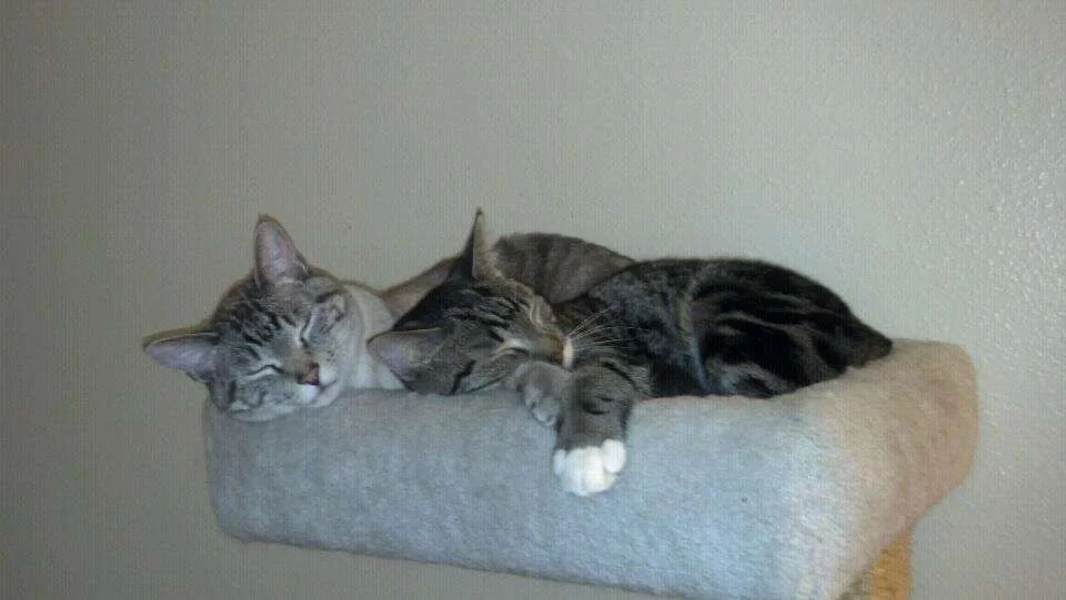 cats.webp