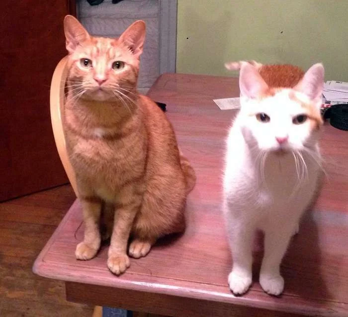 cats.webp