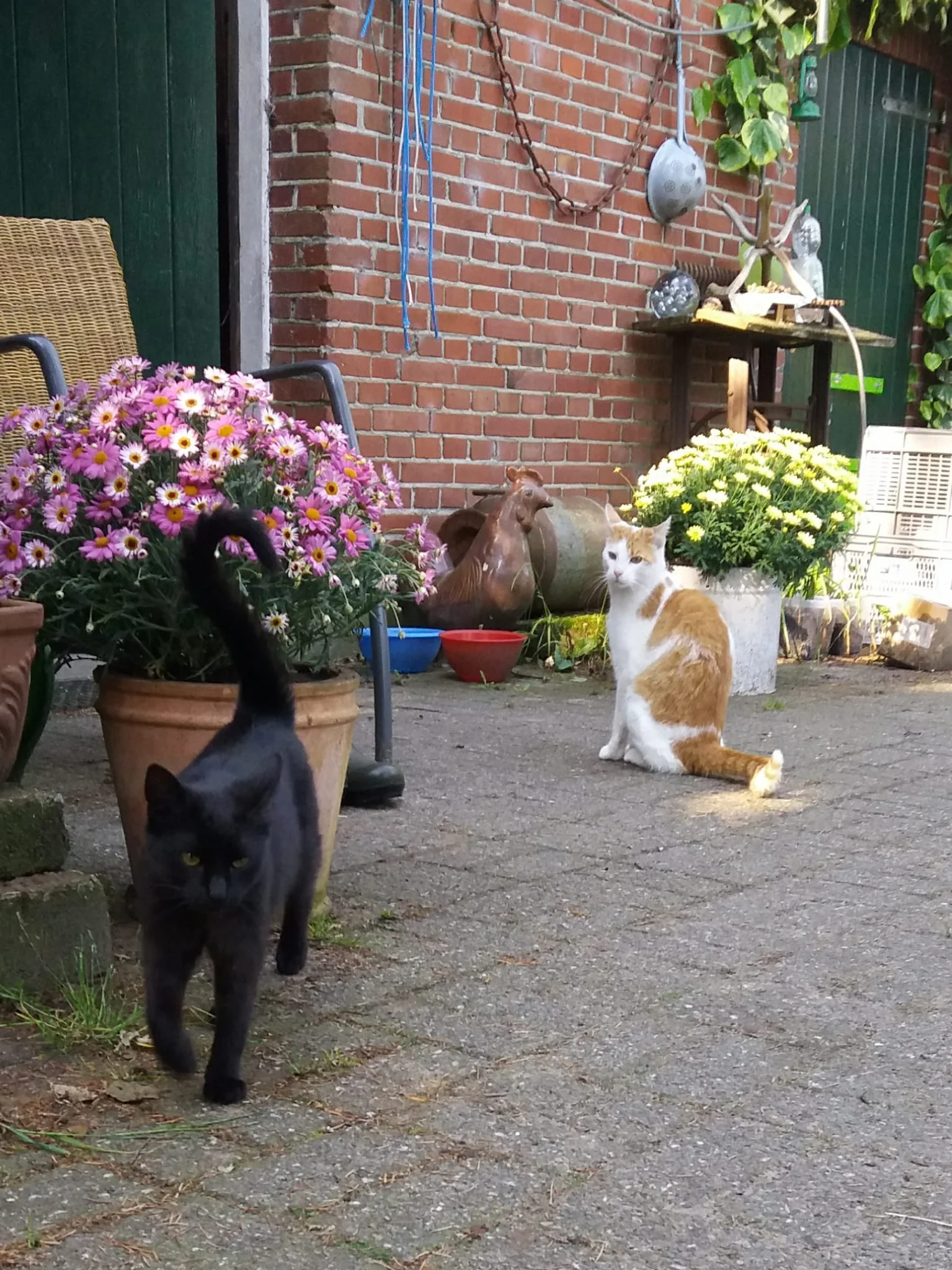 cats.webp