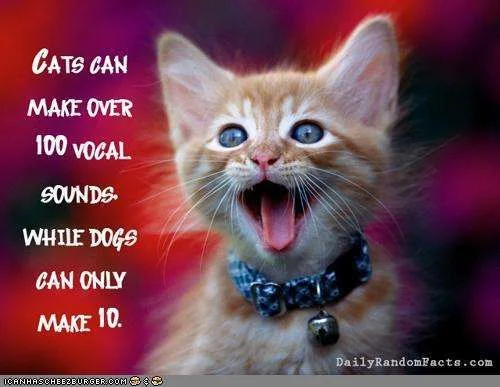 cats1.webp