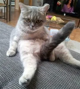 Catup.webp