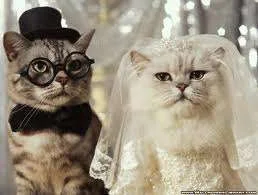 catwedding.webp